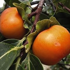Delicious fruit persimmon for sale  Delivered anywhere in UK