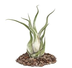 Exotenherz tillandsia caput d'occasion  Livré partout en France