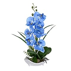 Orchid plant blue for sale  Delivered anywhere in UK