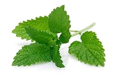Mint plants peppermint for sale  Delivered anywhere in UK