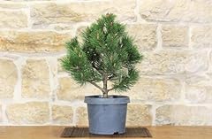 Pre bonsai pino usato  Spedito ovunque in Italia 