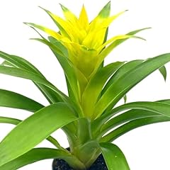 Bubbleblooms yellow bromeliad for sale  Delivered anywhere in USA 