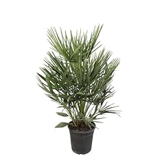 Chamaerops humilis 100 usato  Spedito ovunque in Italia 