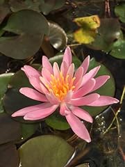 Lincolnshire pond plants for sale  Delivered anywhere in UK