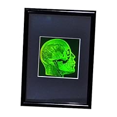 Holobrands brain skull for sale  Delivered anywhere in USA 