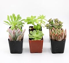 Succulent plants collection for sale  Delivered anywhere in USA 