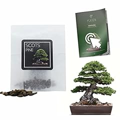 Scots pine bonsai for sale  Delivered anywhere in UK
