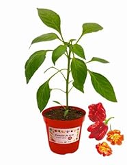 Piantine orto peperoncino usato  Spedito ovunque in Italia 