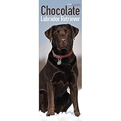 Chocolate labrador retriever d'occasion  Livré partout en France