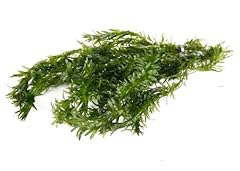Lincolnshire pond plants for sale  Delivered anywhere in UK