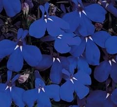 Lobelia erinus marine for sale  Delivered anywhere in UK