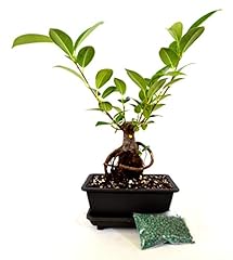 9greenbox live ginseng for sale  Delivered anywhere in USA 