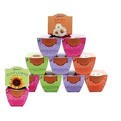 Buzzy seeds terracotta for sale  Delivered anywhere in USA 