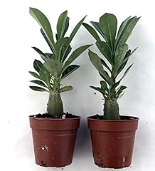 Adenium obesum rosa usato  Spedito ovunque in Italia 