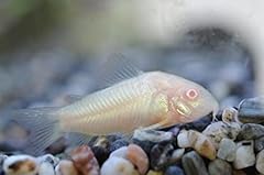 Swimming creatures albino for sale  Delivered anywhere in USA 