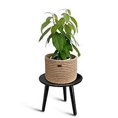 Uneedem indoor plant for sale  Delivered anywhere in USA 