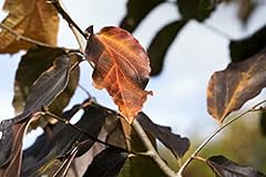 Parrotia persica vanessa gebraucht kaufen  Wird an jeden Ort in Deutschland