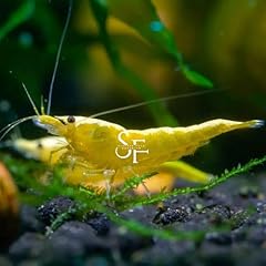 Aquatic yellow golden for sale  Delivered anywhere in USA 
