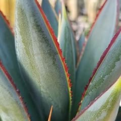 Agave blue glow for sale  Delivered anywhere in USA 