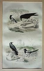 Gravure traviès corbeau. d'occasion  Livré partout en France