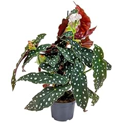 Bloomique begonia maculata d'occasion  Livré partout en France