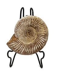 Ammonite fossil stand. for sale  Delivered anywhere in USA 