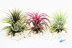 Air plants tillandsia for sale  Delivered anywhere in Ireland