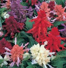 Salvia sizzler mix for sale  Delivered anywhere in USA 