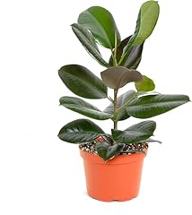 Shop succulents ficus for sale  Delivered anywhere in USA 