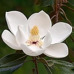 Southern magnolia seeds for sale  Delivered anywhere in USA 