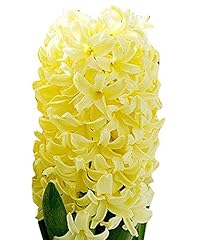 Yellow queen hyacinth for sale  Delivered anywhere in USA 