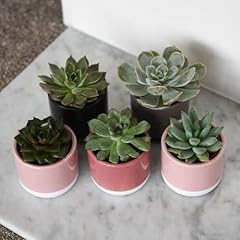 Echeveria mix colourful for sale  Delivered anywhere in UK
