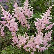 Hochwertige astilbe samen gebraucht kaufen  Wird an jeden Ort in Deutschland