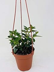 Jmbamboo goldfish plant for sale  Delivered anywhere in USA 