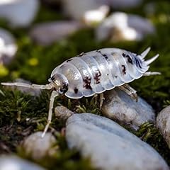 Insects live 10ct for sale  Delivered anywhere in USA 
