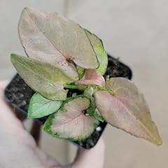 Syngonium pink plant for sale  Delivered anywhere in USA 