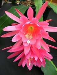 Graines fleurs épiphyllum d'occasion  Livré partout en France