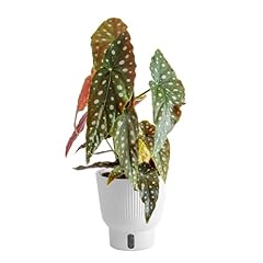 Costa farms live for sale  Delivered anywhere in USA 
