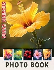 Sunny hibiscus vibrant for sale  Delivered anywhere in USA 