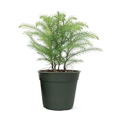 American plant norfolk for sale  Delivered anywhere in USA 