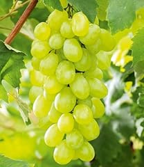 Baldur garten kernlose gebraucht kaufen  Wird an jeden Ort in Deutschland
