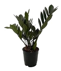 Super nova black for sale  Delivered anywhere in USA 