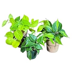 Plantvers set philodendron for sale  Delivered anywhere in USA 