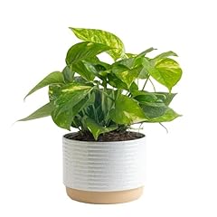 Costa farms golden for sale  Delivered anywhere in USA 