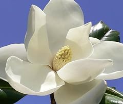 Magnolia grandiflora esotico d'occasion  Livré partout en France