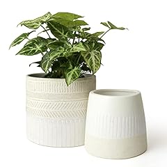 Jolie muse flower for sale  Delivered anywhere in USA 