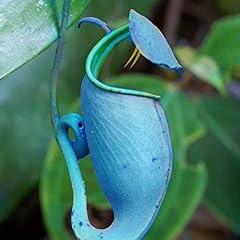 50pcs nepenthes seeds for sale  Delivered anywhere in UK