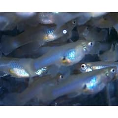 Family gambusia affinis for sale  Delivered anywhere in USA 