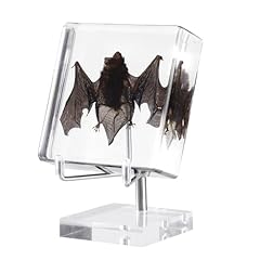 Taxidermy bat real for sale  Delivered anywhere in USA 