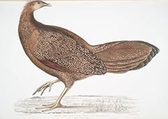 Argus pheasant argus for sale  Delivered anywhere in USA 
